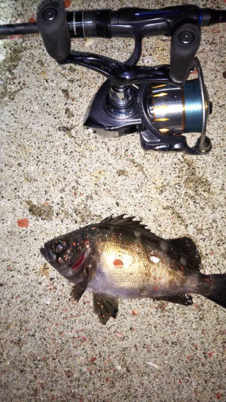 苦手な江井ヶ島で得意の小潮メバリング