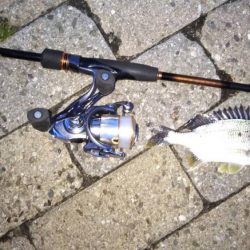 芦屋浜北側水道メバル調査