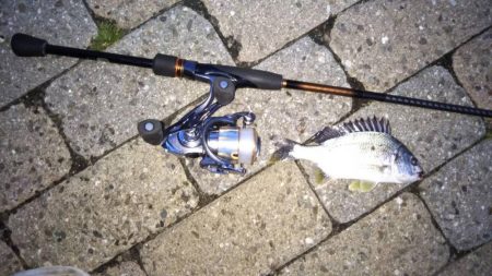 芦屋浜北側水道メバル調査