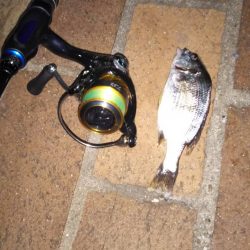 シーバスはいずこに?