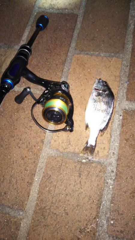 シーバスはいずこに?