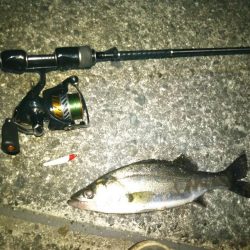 シーバス、チニング