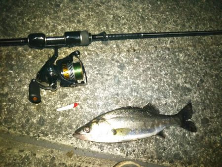 シーバス、チニング