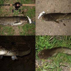 産卵前の爆釣劇