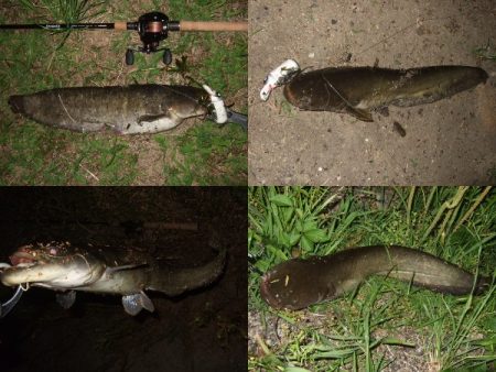 産卵前の爆釣劇