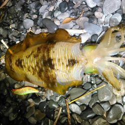 石津浜　アオリイカ釣果　湾内でもアオリイカ、コウイカ