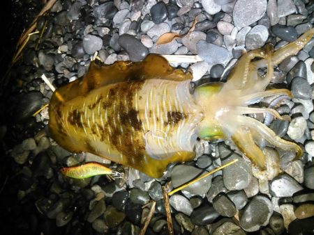 石津浜　アオリイカ釣果　湾内でもアオリイカ、コウイカ
