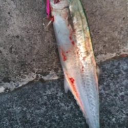 青物シーズン開幕❓