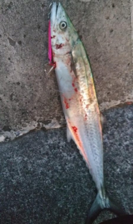 青物シーズン開幕❓