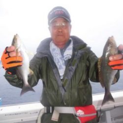 土佐安芸のハマちゃんの釣果