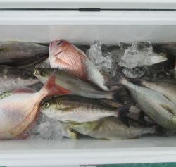 土佐安芸のハマちゃんの釣果