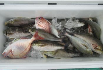 土佐安芸のハマちゃんの釣果