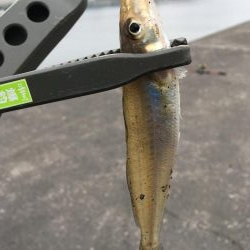 ファミリーフィッシング