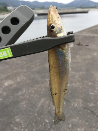 ファミリーフィッシング