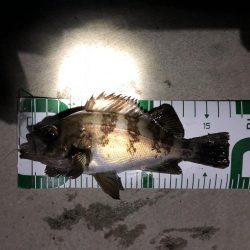 秋田火力メバリング、20cmの壁が厚く高い