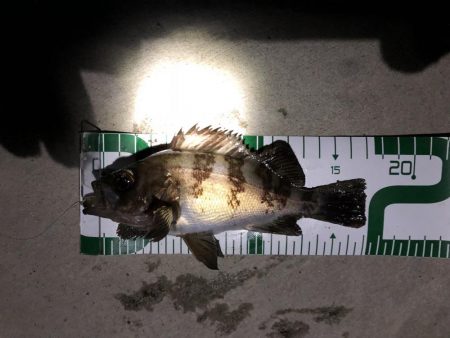 秋田火力メバリング、20cmの壁が厚く高い