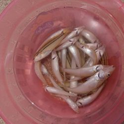 キス本格シーズン到来!