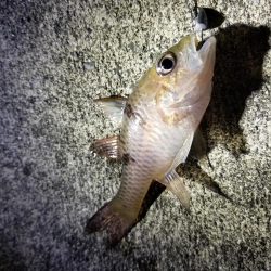 宮古島　平良港にてライトゲーム2