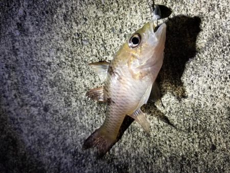 宮古島　平良港にてライトゲーム2