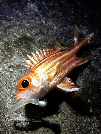 宮古島　平良港にてライトゲーム