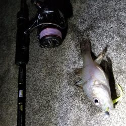 宮古島　平良港にてライトゲーム3