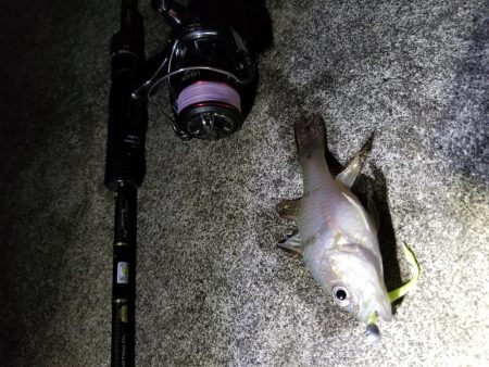 宮古島　平良港にてライトゲーム3