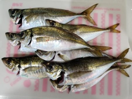 久しぶりの横浜沖堤でアジ狙い!