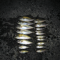 鳥取アジング(2018-2)