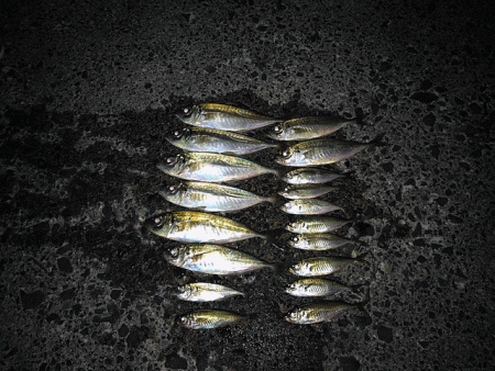 鳥取アジング(2018-2)