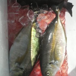 シマアジ・青物好調