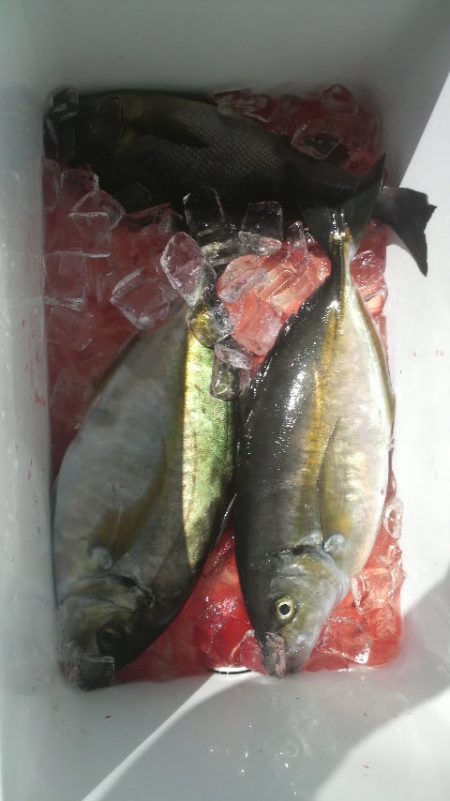 シマアジ・青物好調