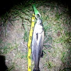 今年初めてのシーバス