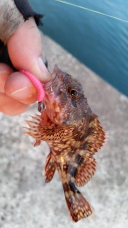 アジは釣れなかった