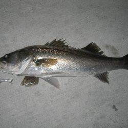 強烈な水面爆発で楽しませてくれるパワフルなシーバス