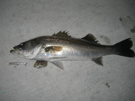 強烈な水面爆発で楽しませてくれるパワフルなシーバス