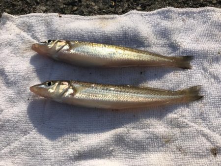 投げ釣りでキス