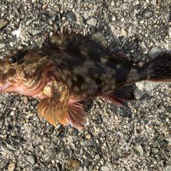 今日は、小物ばかり。