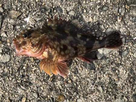 今日は、小物ばかり。