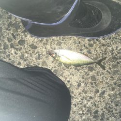 シーバス、アジ