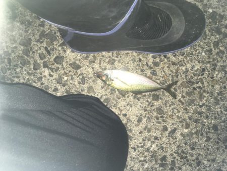 シーバス、アジ