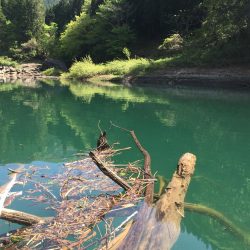 絶滅してなかった！