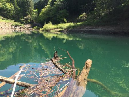 絶滅してなかった！