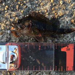 久しぶりのガシラ