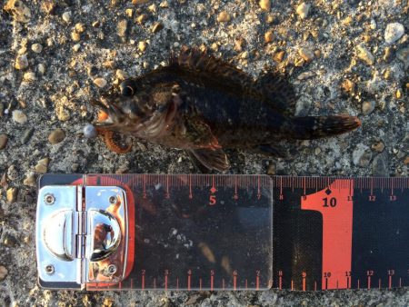 久しぶりのガシラ