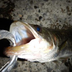 まだいけるかな