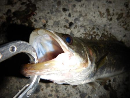 まだいけるかな