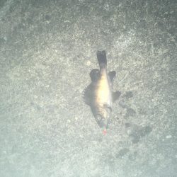 津田港でメバリング