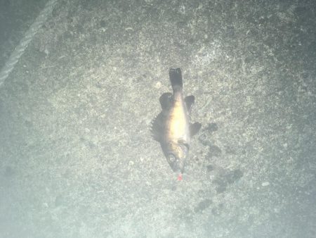 津田港でメバリング