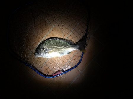 堺にてシーバス狙い