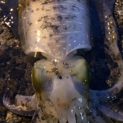 春イカエギング